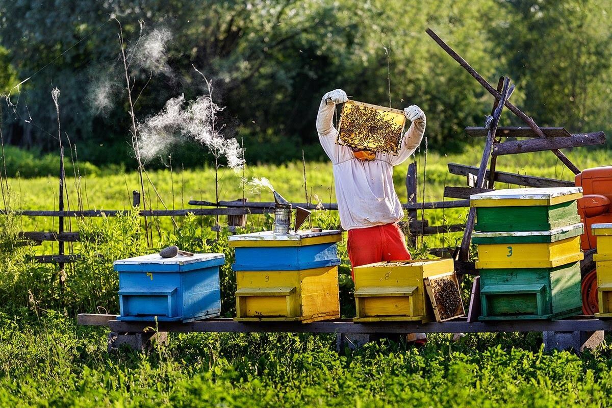 Beekeeper in Agnita