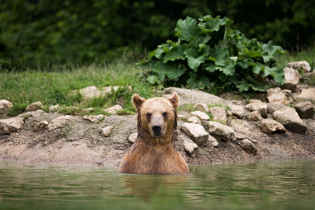 Brown bear in Zarnesti sanctuary