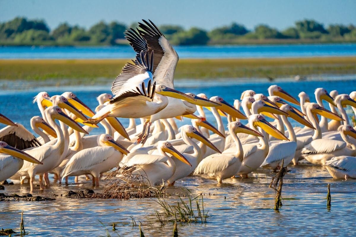 Pelicans in the Danube Delta