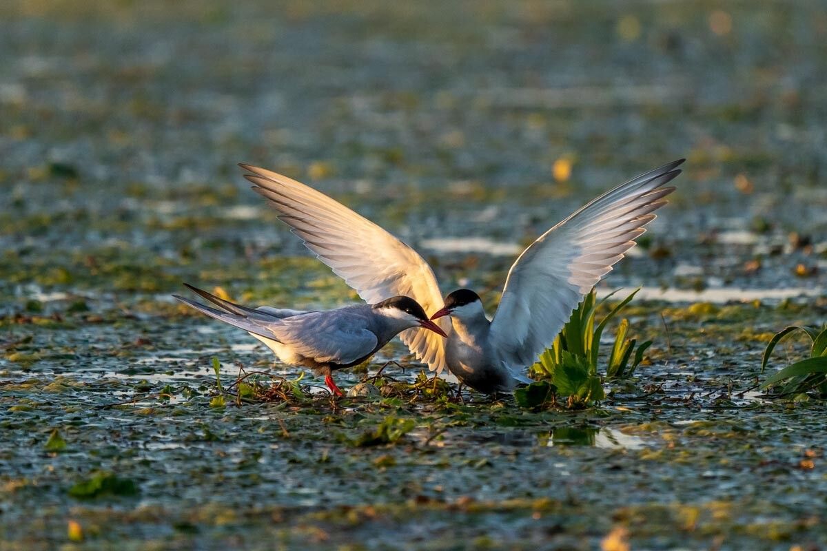 White-cheeked terns nesting