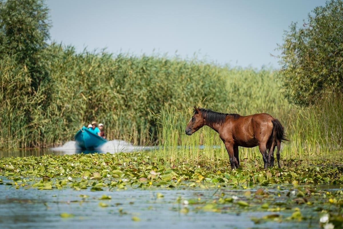 Letea forest wild horse