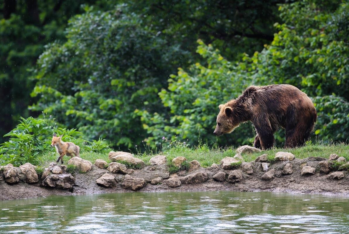 Libearty bear sanctuary, Zarnesti