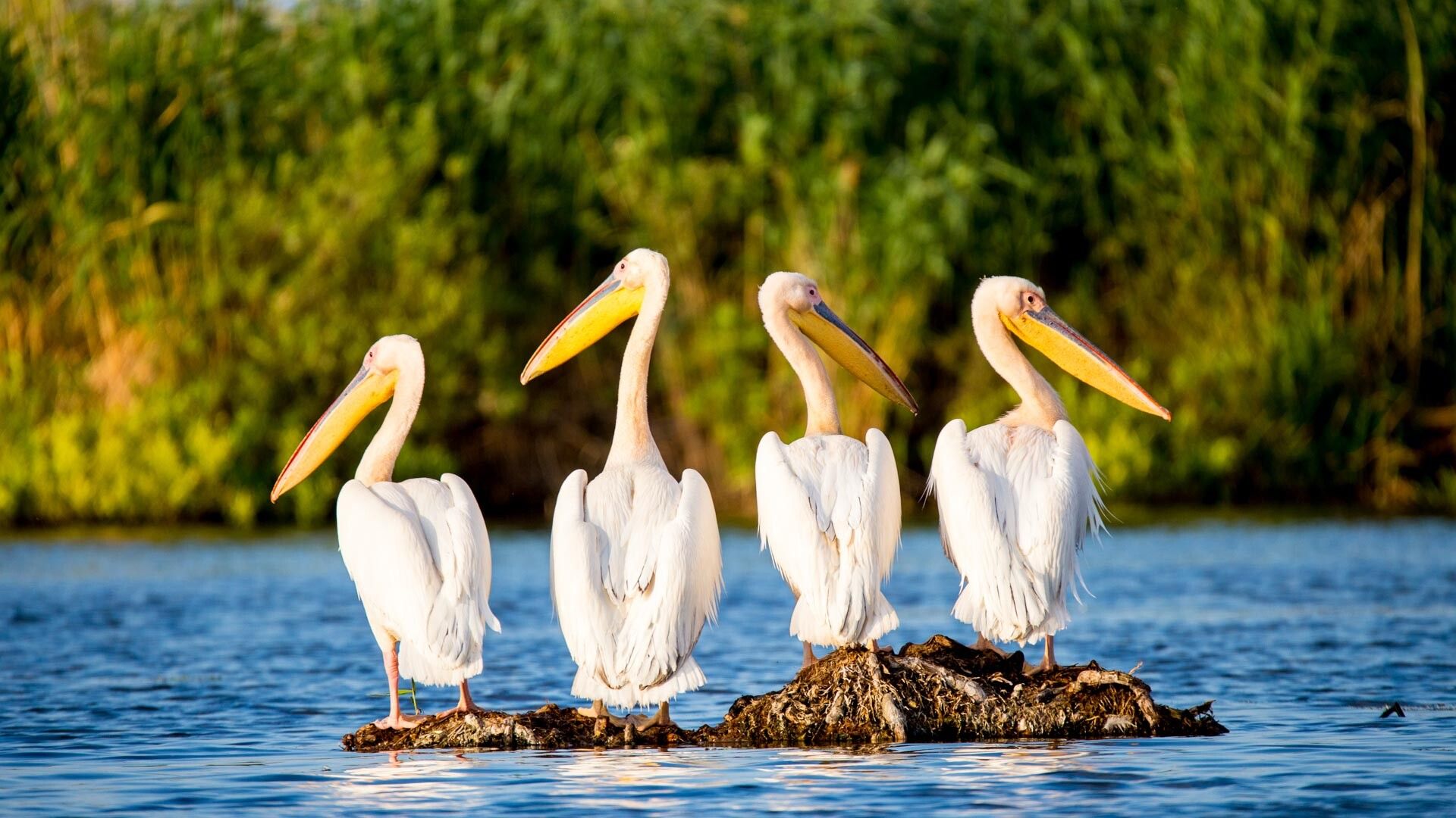 Mini Danube Delta Day Trip