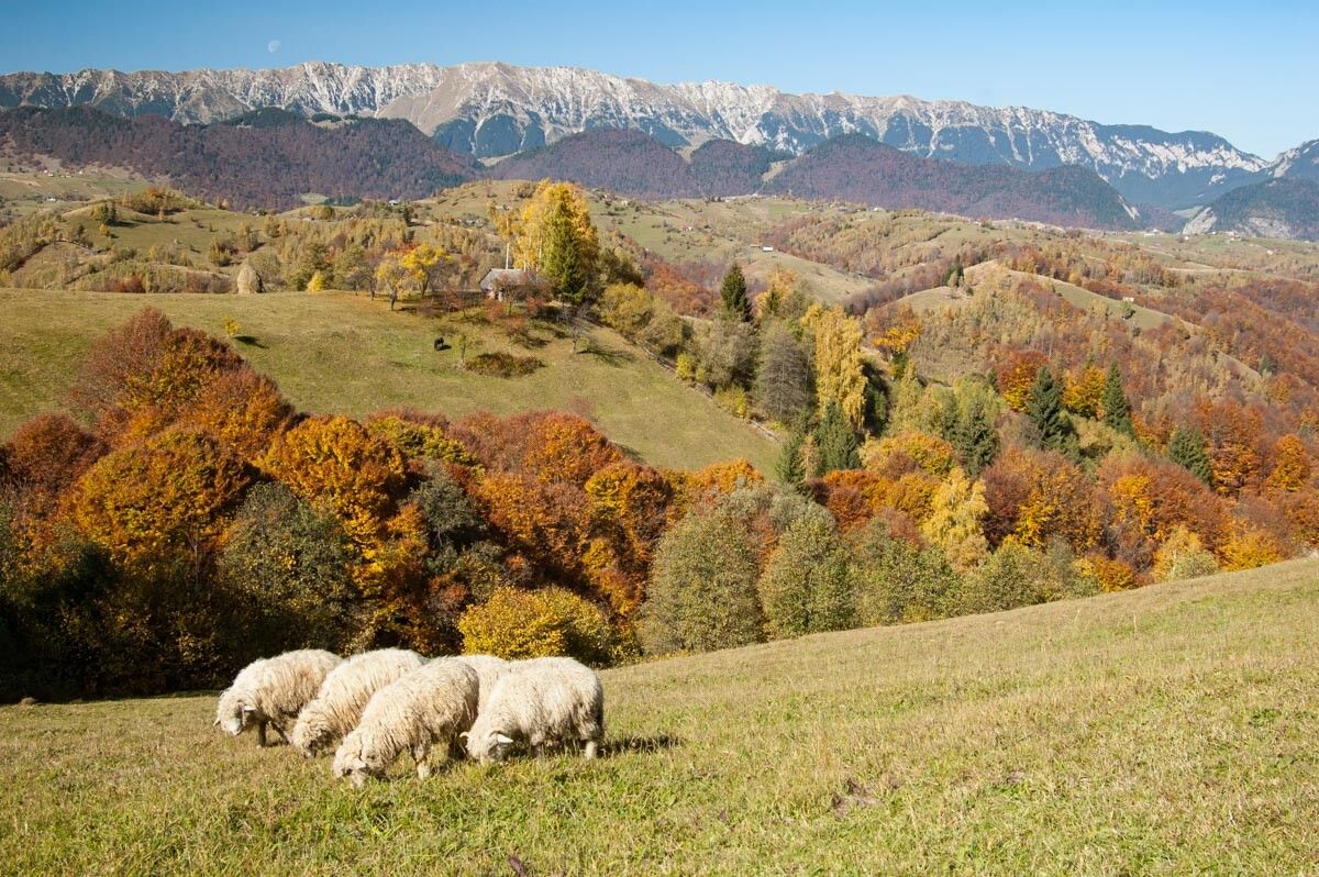 Pestera village, Bran area