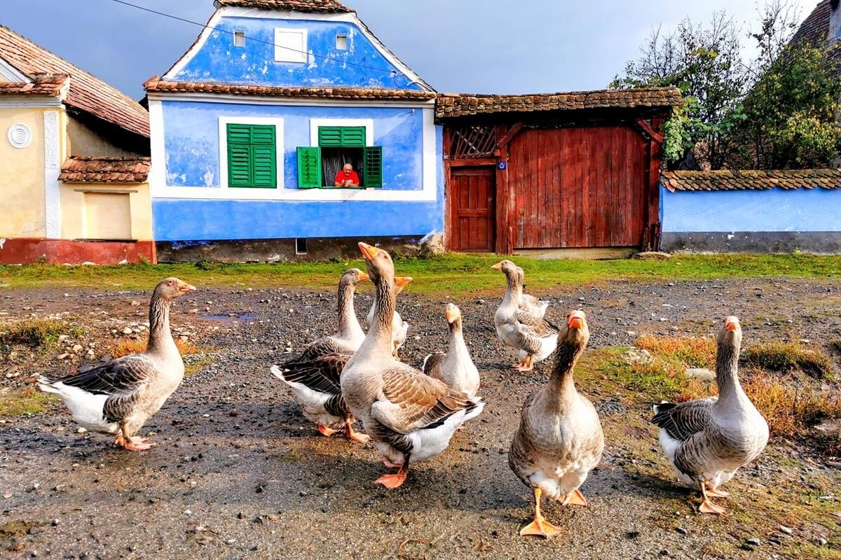Viscri - angry geese