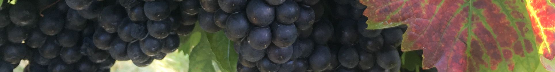 Wine Tour from Bucharest